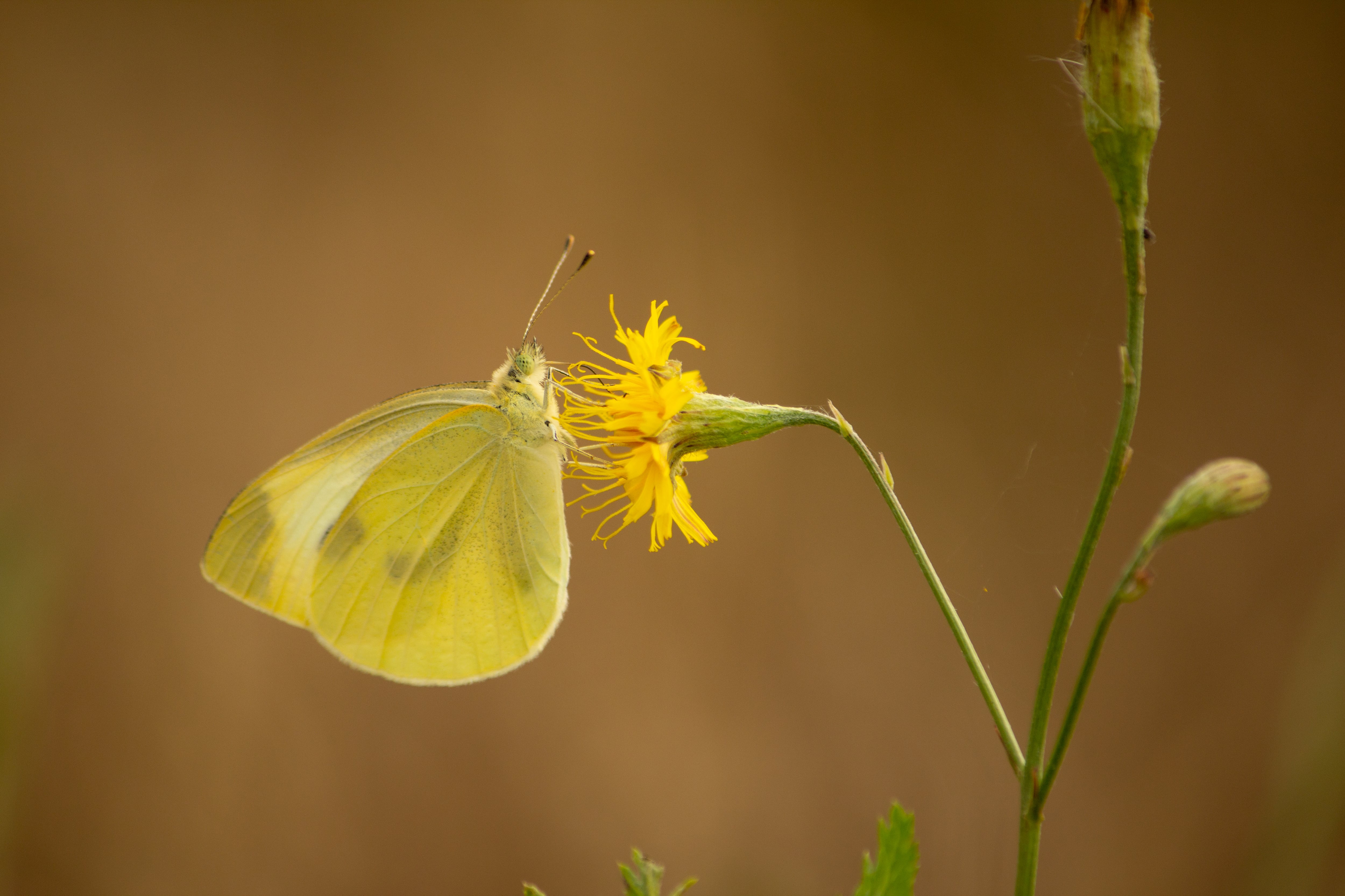 La mariposa capuchina (Pieris cheiranthi) a punto de desaparecer