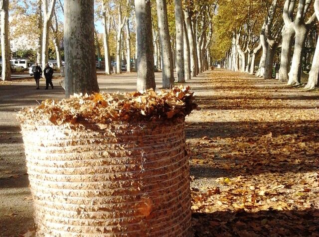 Bales de fulles de plàtan a la Devesa. Foto: R.M.