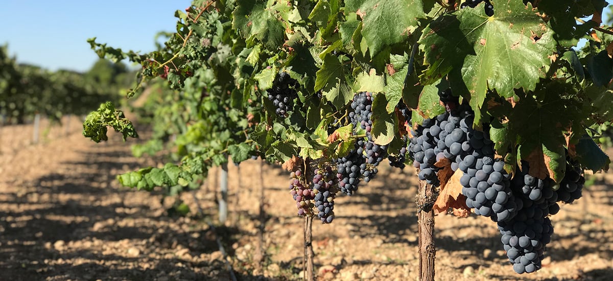 Uva garnacha tintorera, característica de la Denominación de Origen Almansa