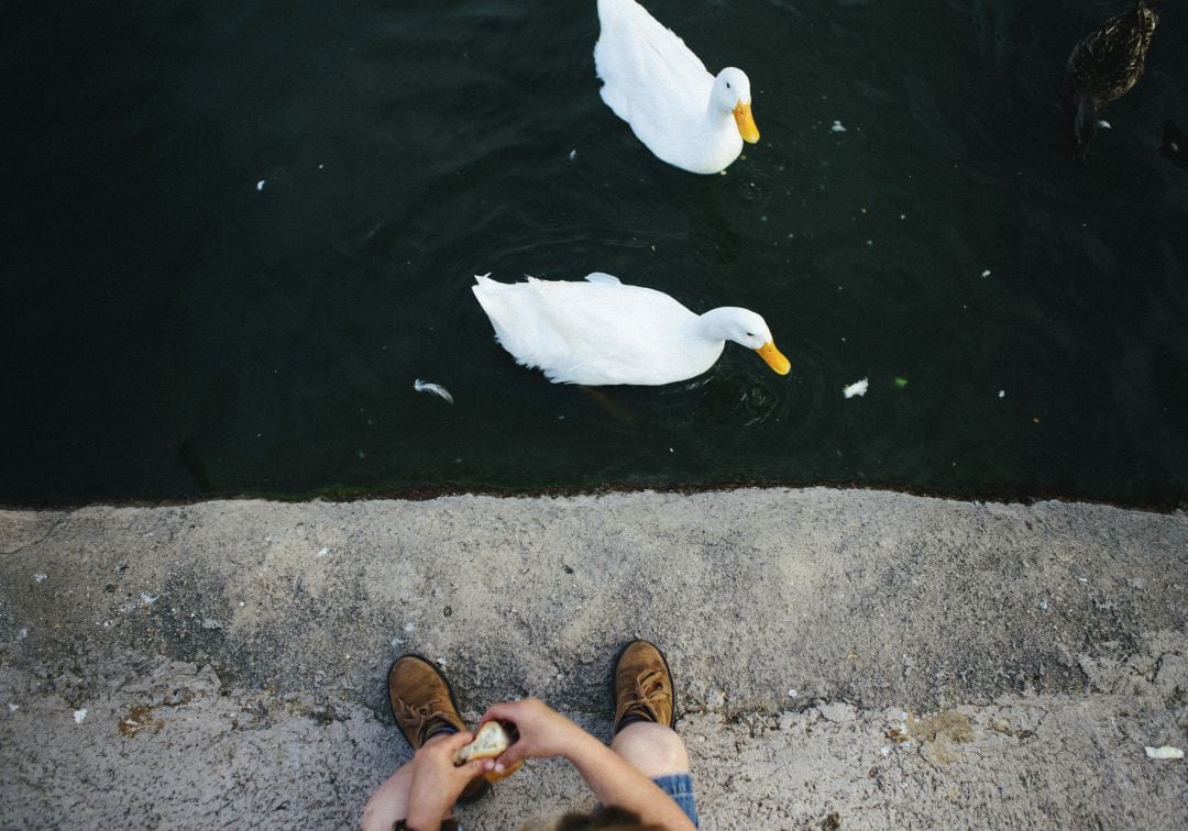 Por qué no hay que dar de comer pan a los patos: Estas son las mejores alternativas.