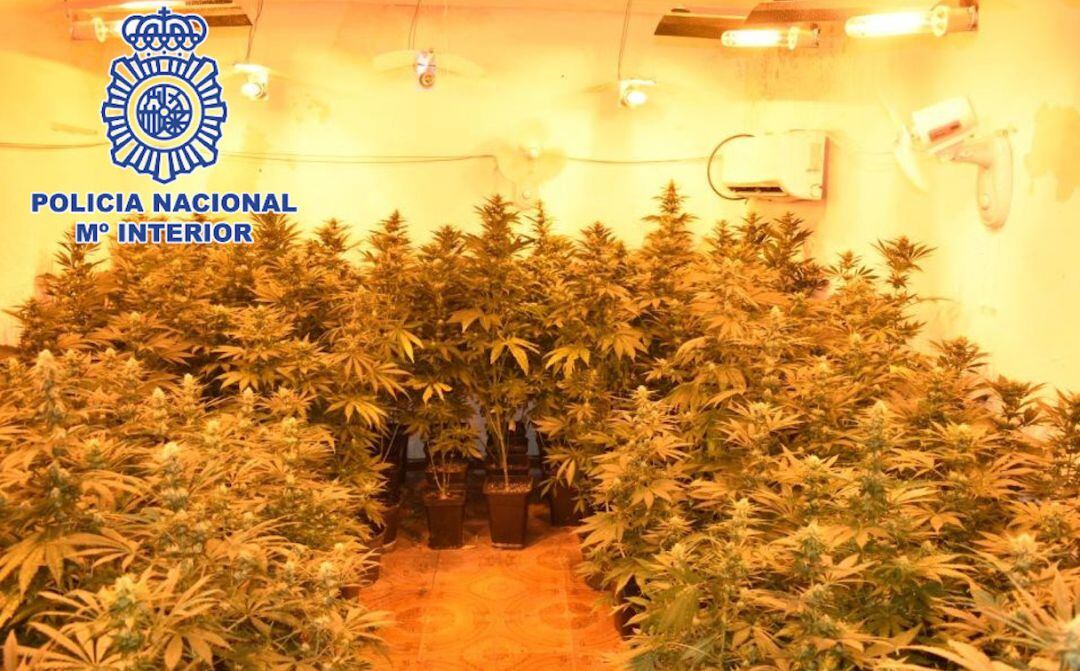 Plantación de marihuana incautada.