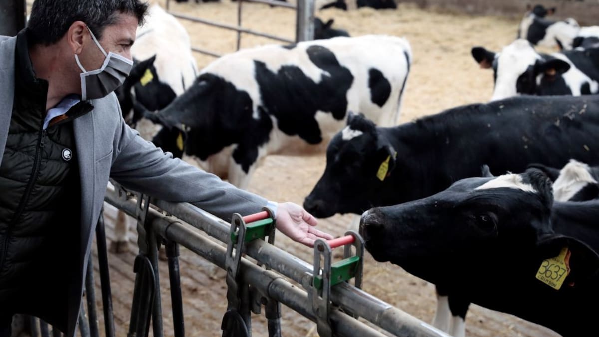 La Columna de Carlos Arcaya: «Mazón se sube al bulo (y lo sabe)»