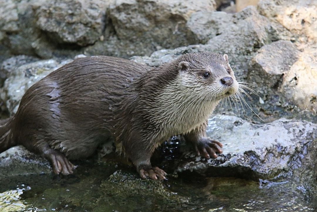 La nutria Sara en el Zoobotánico de Jerez