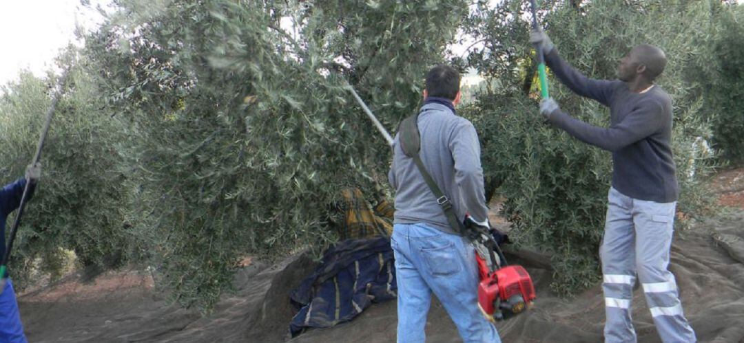 Trabajadores en la recolección de la aceituna. Foto de archivo.