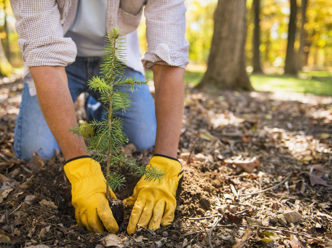 La Diputación de Palencia pone en marcha la iniciativa “Árboles por el clima” con el objetivo de proteger y recuperar nuestra biodiversidad 