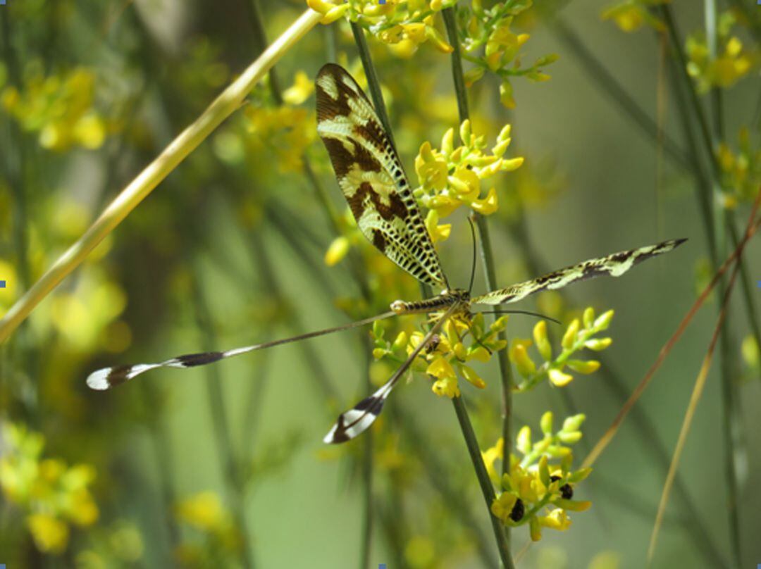 Nemoptera bipennis o &#039;duende&#039;