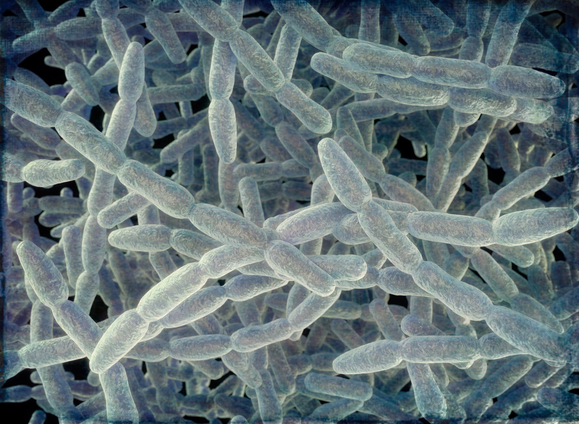 Ilustración de legionella