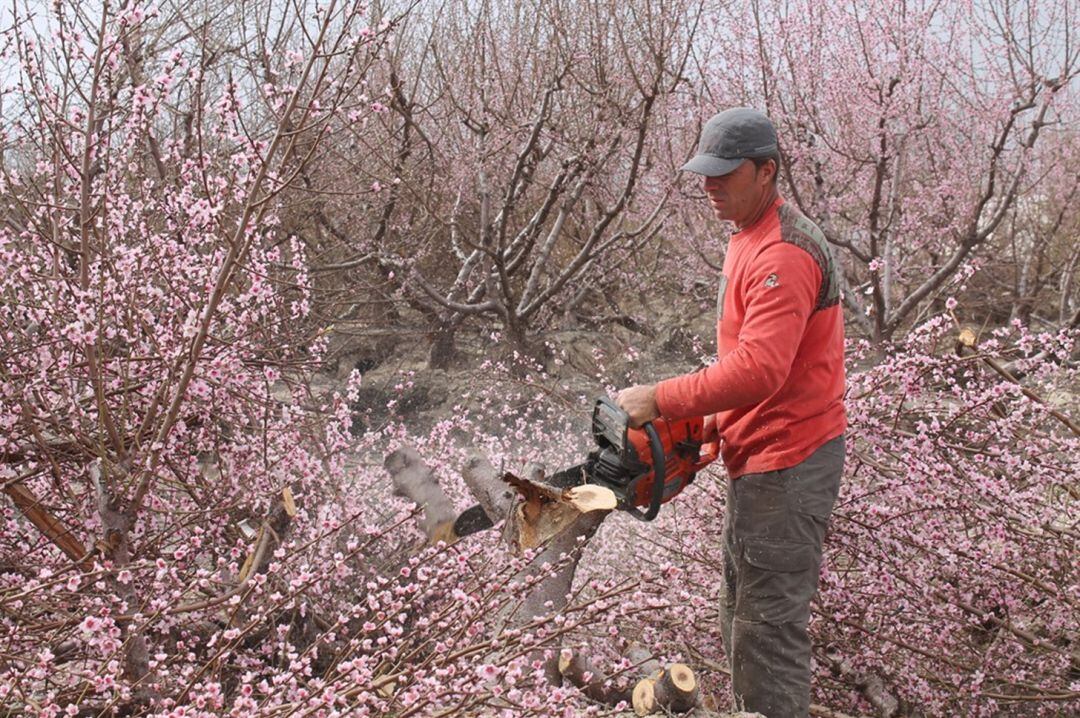 Un agricultor destruye una parcela de árboles frutales de 15 hectáreas en una nueva acción protesta del campo