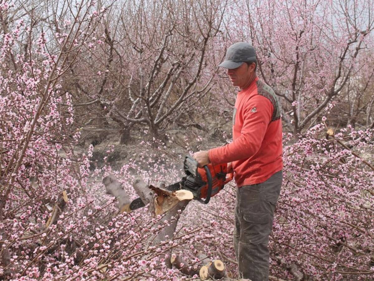 Un agricultor arranca 15 hectáreas de árboles frutales en Bacarot