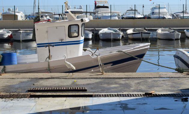 Frente a la puerta de la lonja de pescado de San Pedro del Pinatar, una garceta intenta colarse para &#039;robar&#039; pescado.