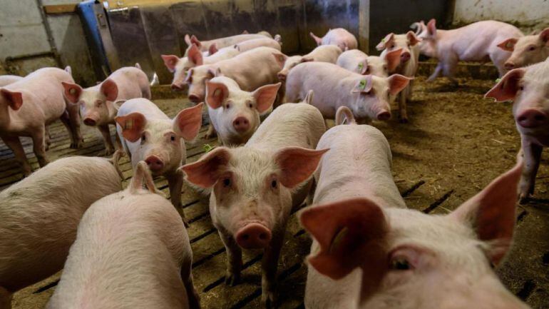 Una granja de cerdos
