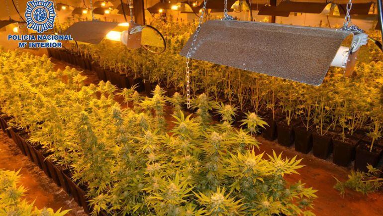 Una de las plantaciones de marihuana desarticuladas por la Policía Nacional en El Puche.