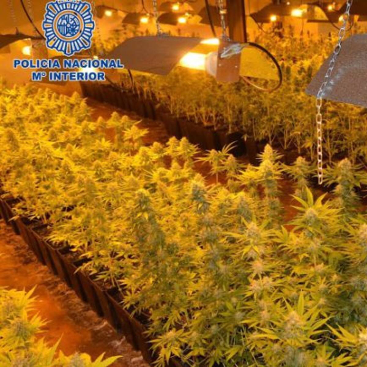 La Policía Nacional incauta 385 kilos de marihuana en una operación en El Puche