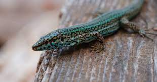 Imagen de una lagartija