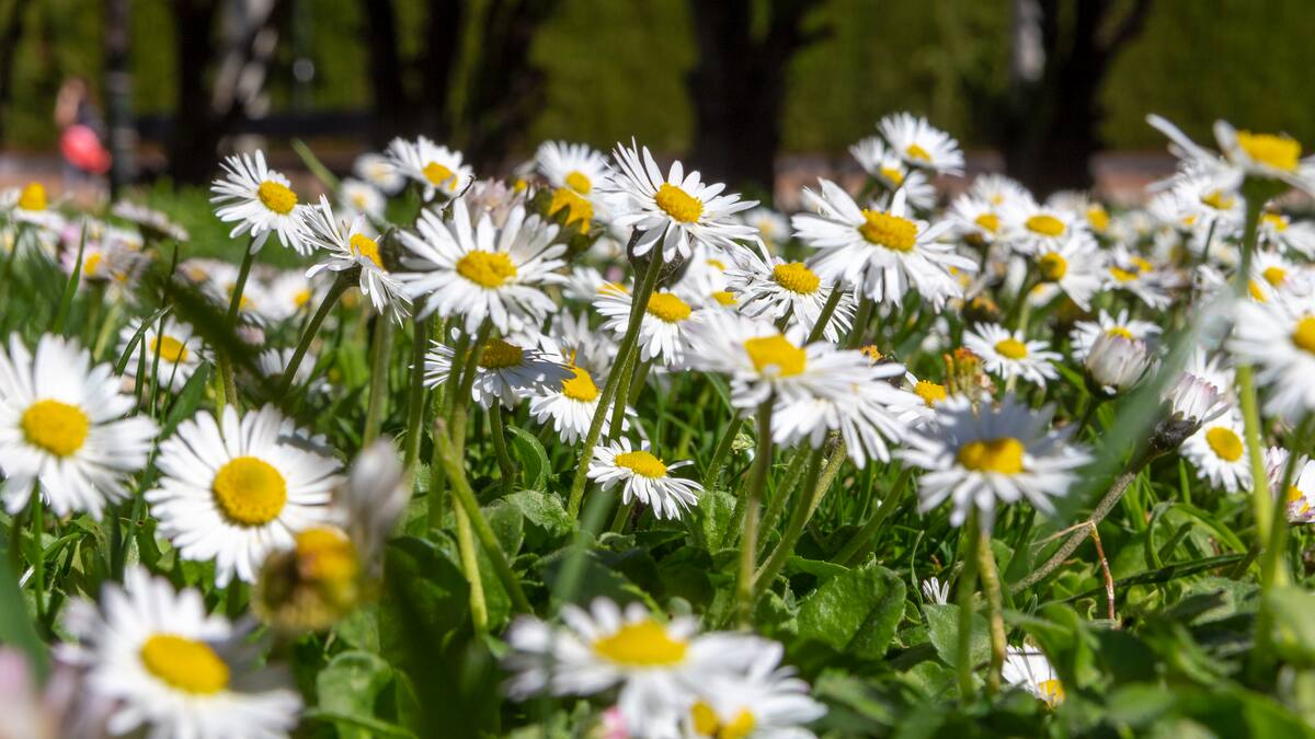 JORDI CARBÓ PRIMAVERA MADRID