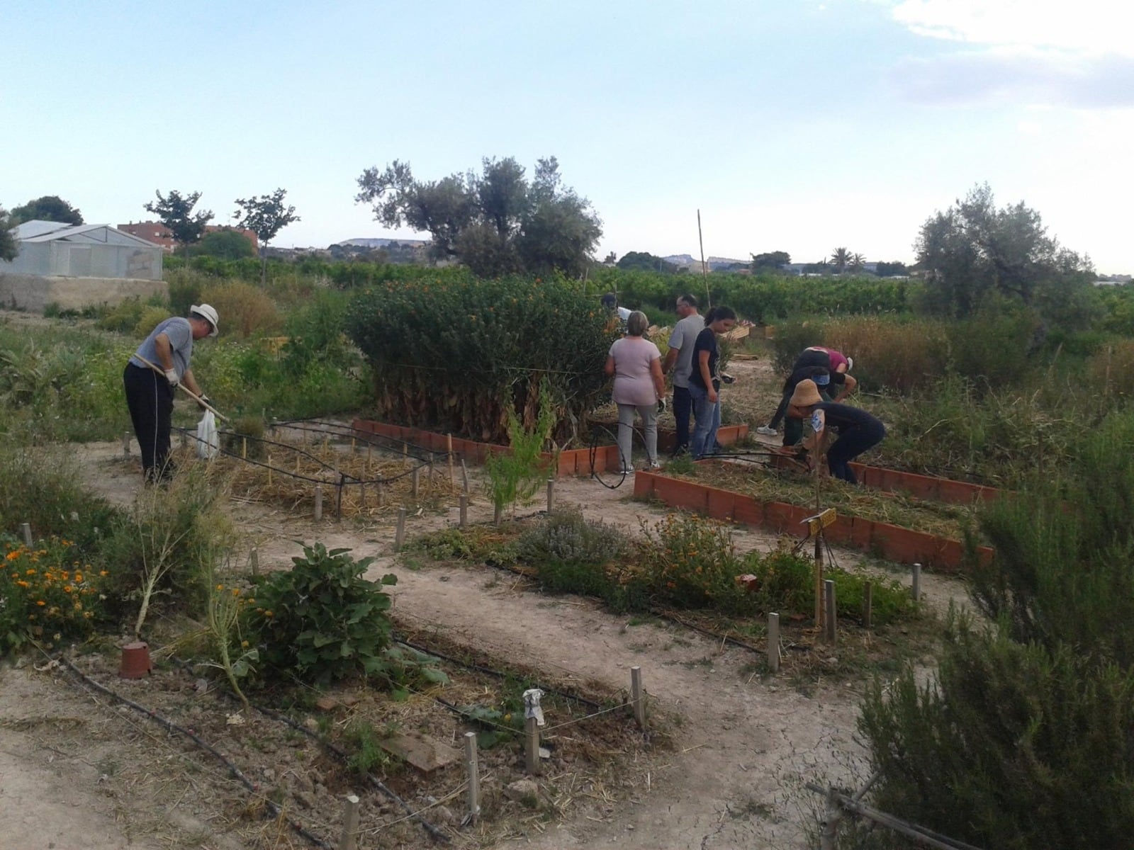 Trabajo en los huertos urbanos de Mutxamel