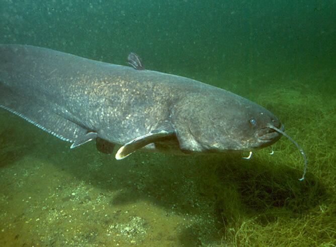 El siluro es el mayor pez de aguas interiores de Europa, y uno de los más voluminosos de las aguas epicontinentales; puede alcanzar un gran tamaño en condiciones favorables, hasta 300 cm de longitud y 150 kg de peso, aunque no se haya registrado espécimen