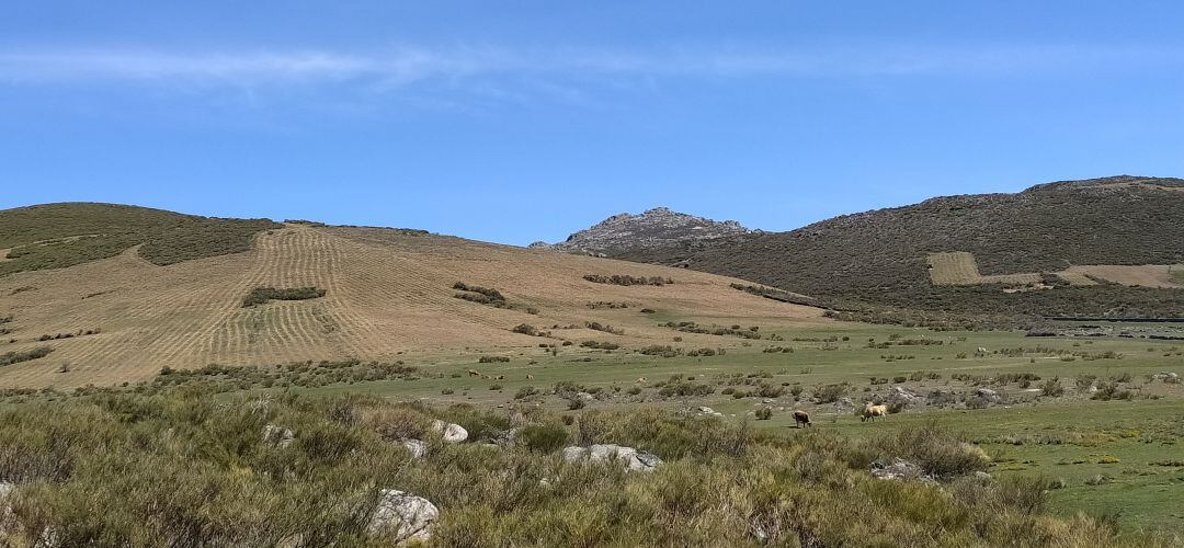 Zona en la que se han llevado a cabo desbroces