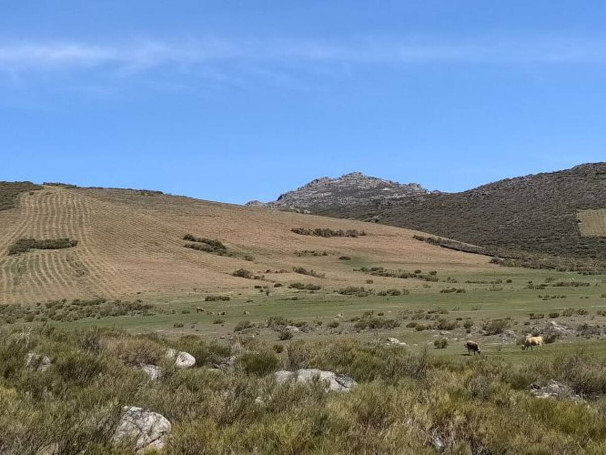 Ecologistas en Acción alerta de que se están realizando desbroces en época de cría de especies protegidas