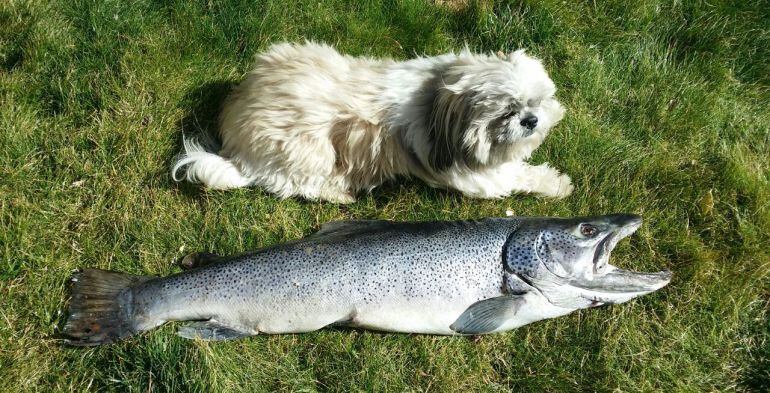 El ejemplar de trucha gigante al lado de un perro