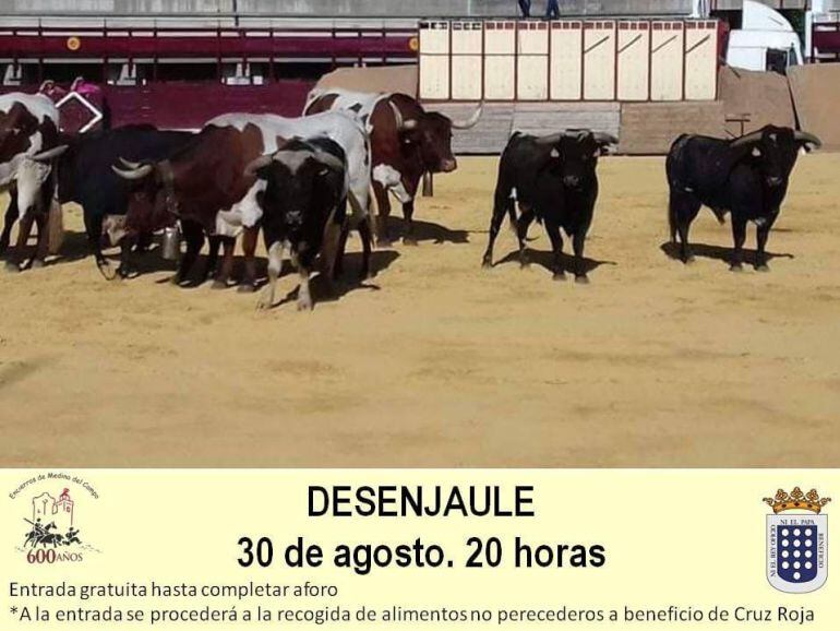 El desenjaule y encierro de cabestros inician las citas taurinas previas a San Antolín