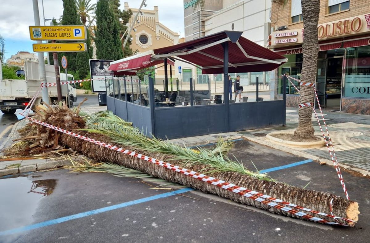 El viento ha derribado varios árboles y palmeras en Cartagena