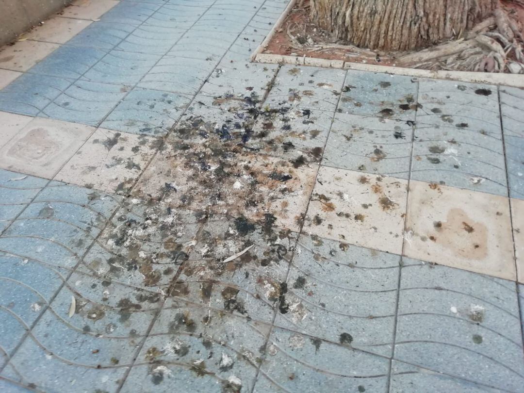 Excrementos de aves en el paseo marítimo de la Playa Heliópolis de Benicàssim. 