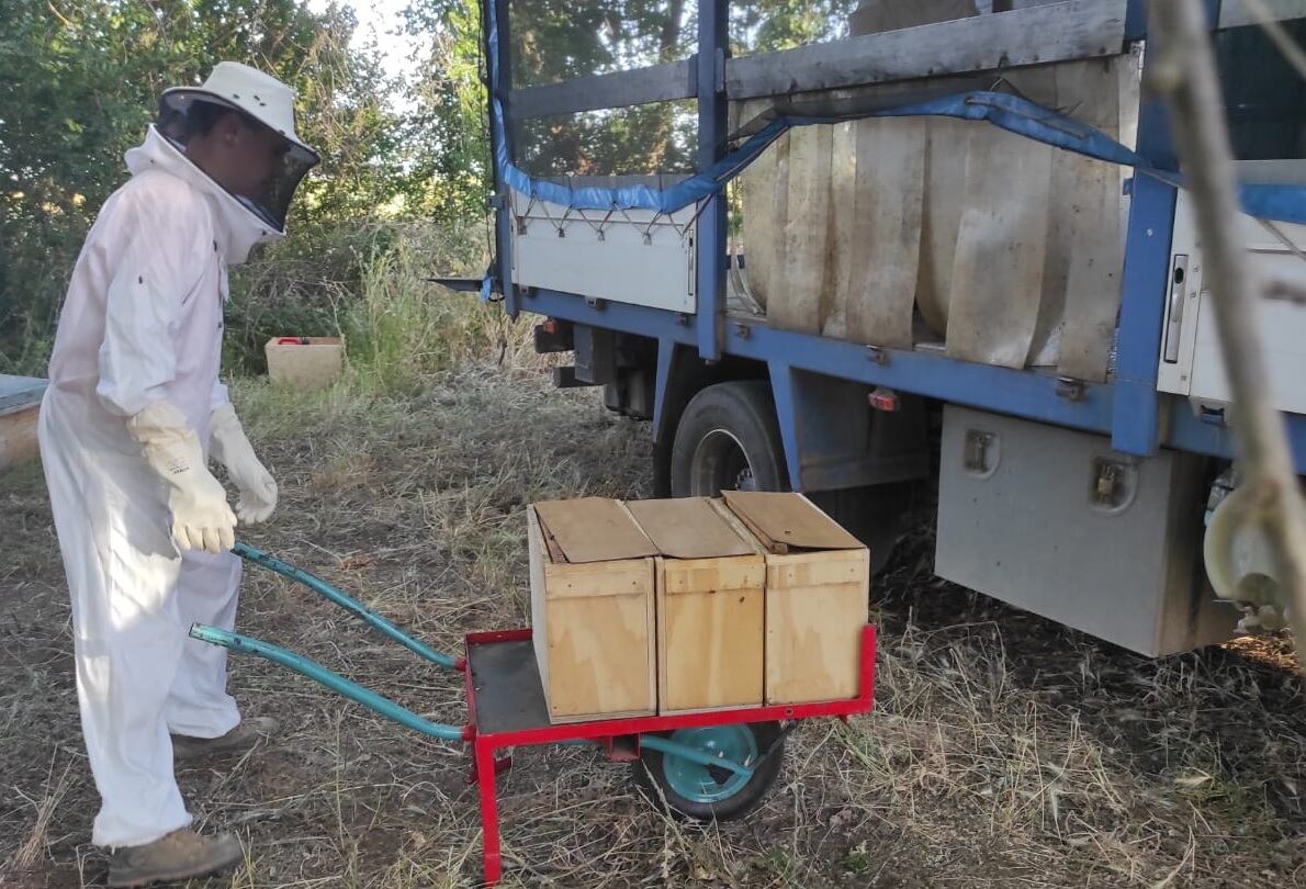 Ana Abad realizando trabajos con colmenas