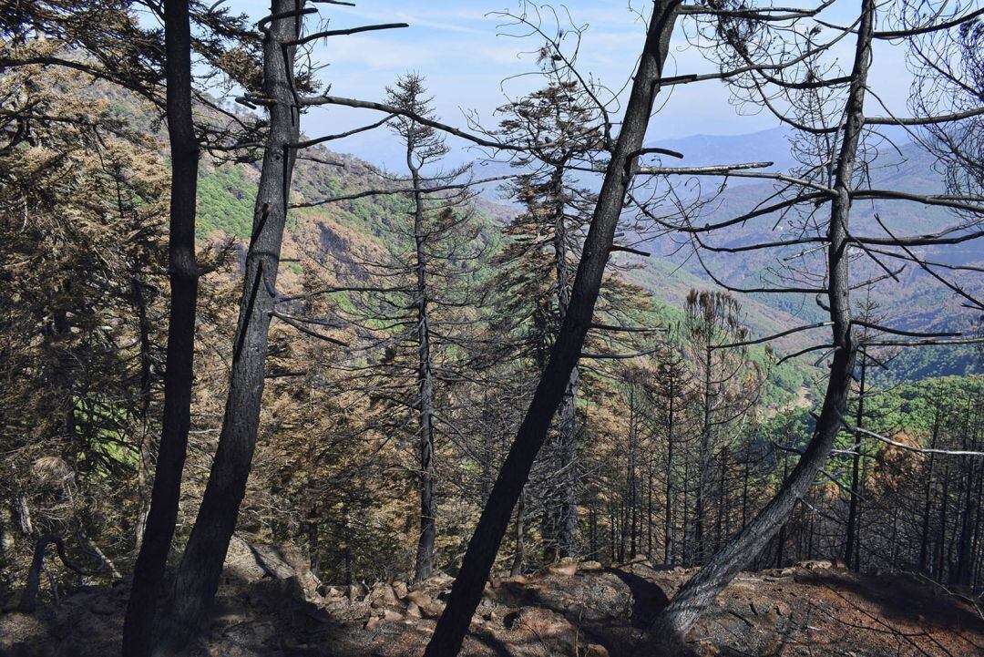 Así ha quedado el terreno afectado por el incendio forestal que arrasó casi 10.000 hectáreas