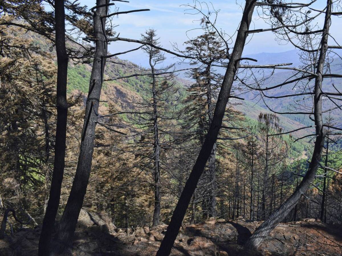 La afectación de la zona en reforestación tras el incendio de Sierra Bermeja ha sido "mínima", según el delegado de Desarrollo Sostenible, José Antonio Víquez