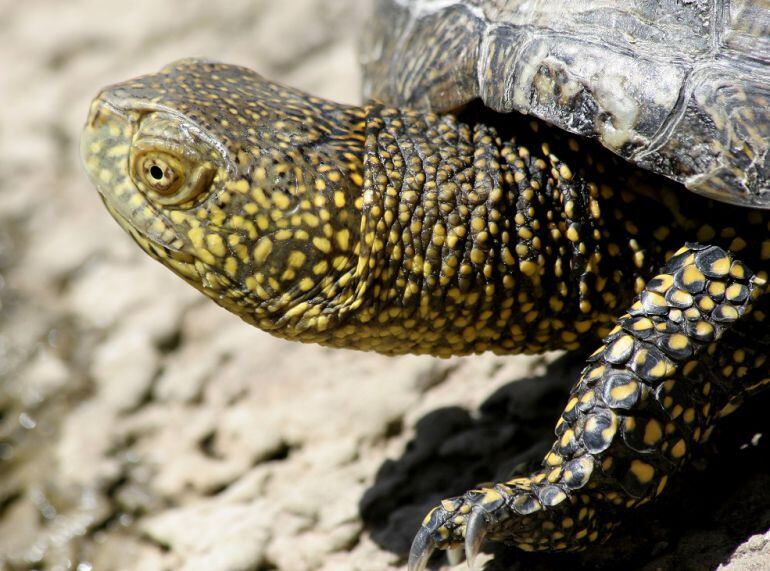 Una tortuga d&#039;estany.