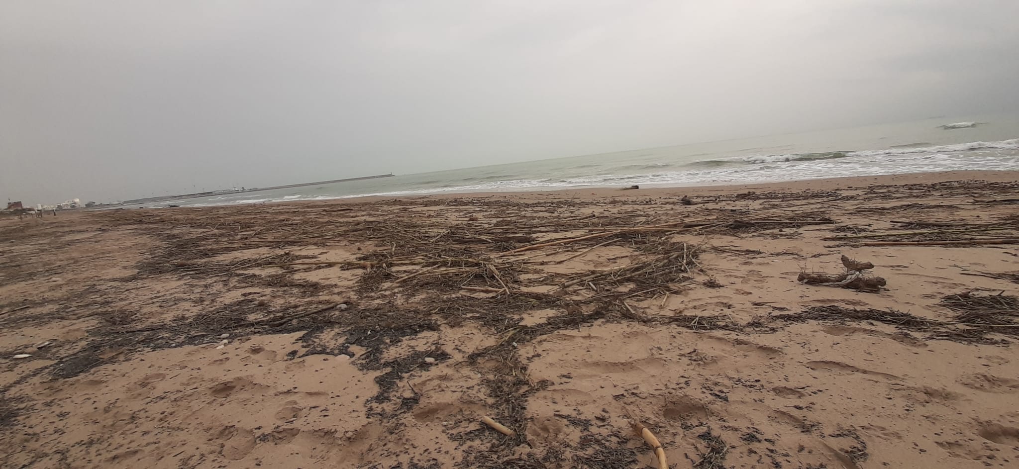 Cañas en la playa de Daimús tras el temporal