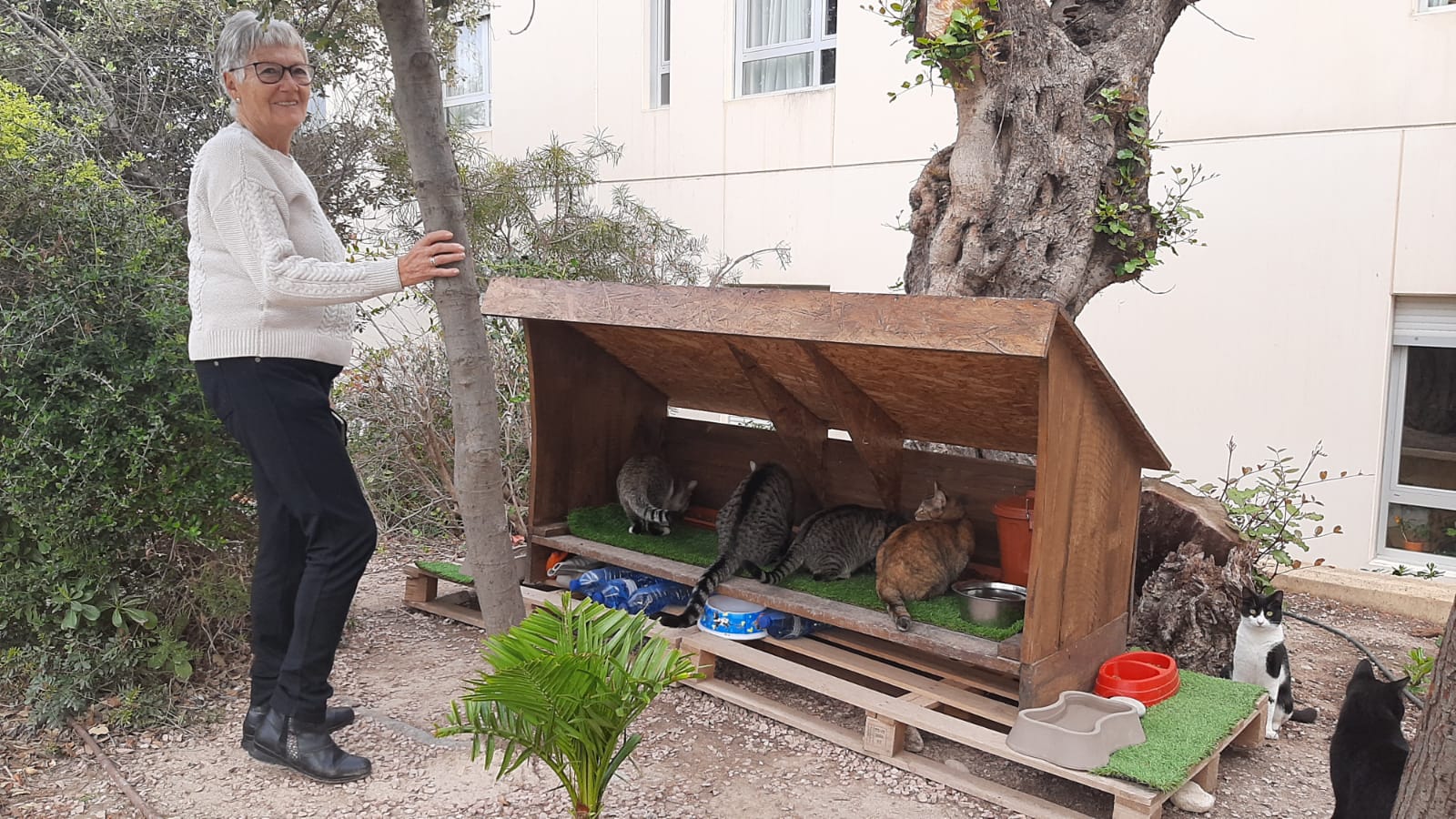 Actuaciones de APAC para la esterilización de felinos en El Campello