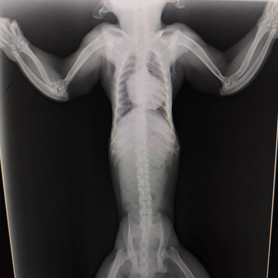 Radiografía del animal