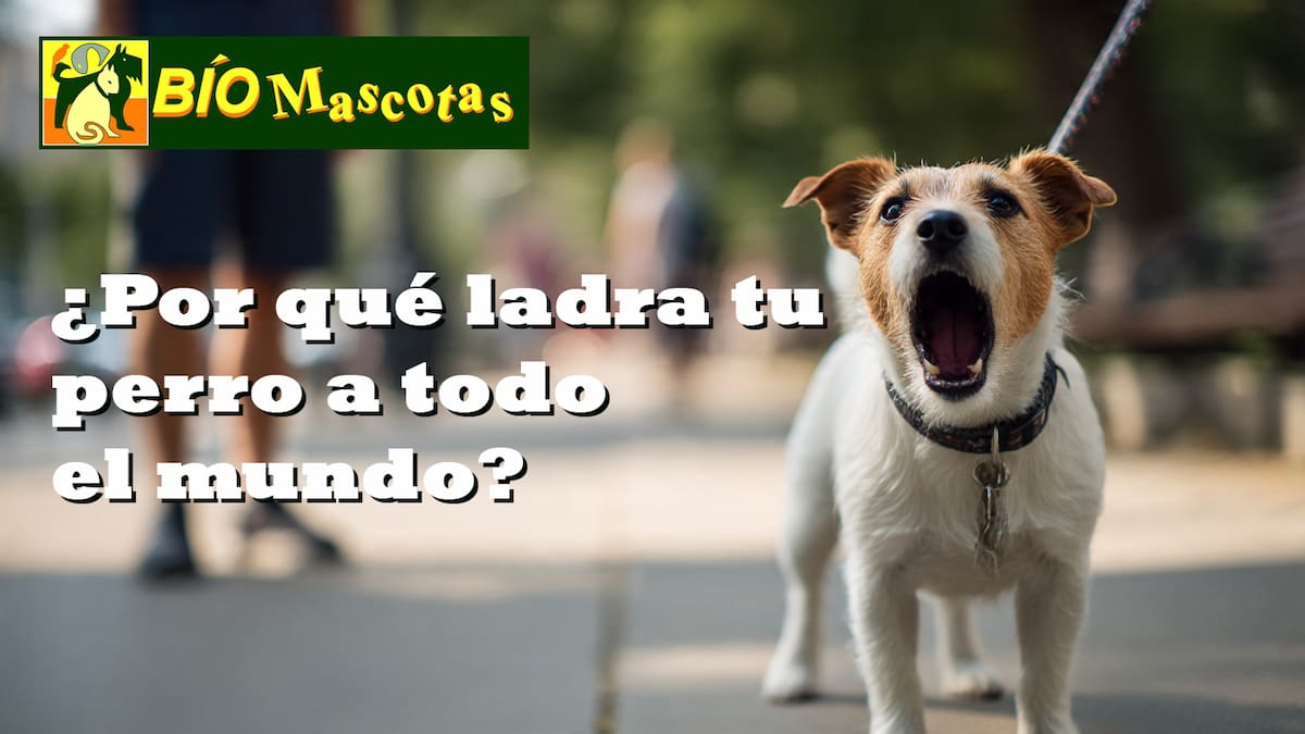 Cómo evitar que tu perro ladre a la gente por la calle