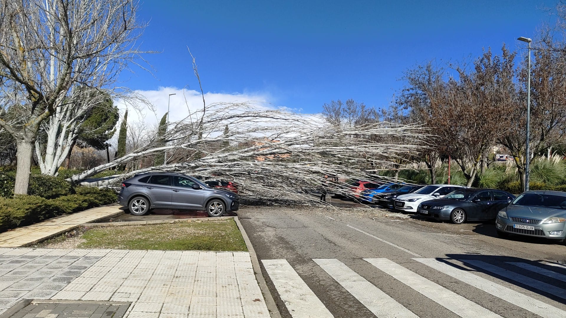 Chopo caído en la calle La Tajera de Guadalajara