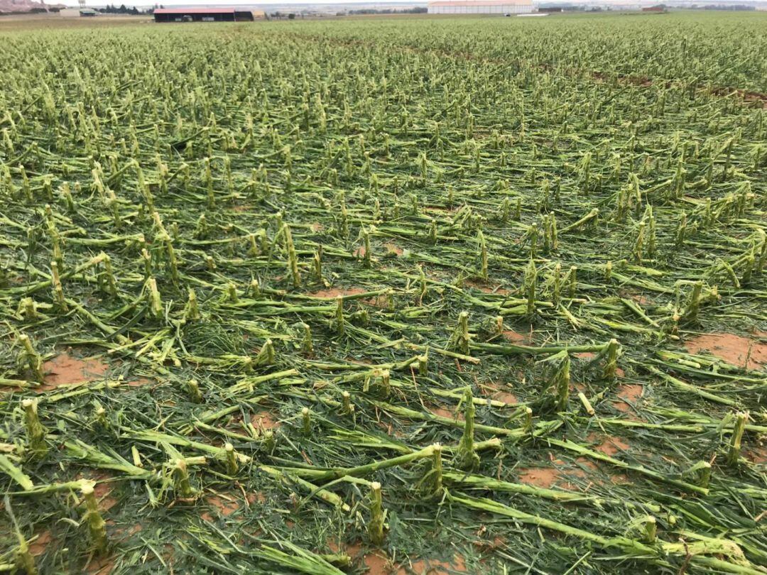 Finca dañada por el granizo en Valderas 