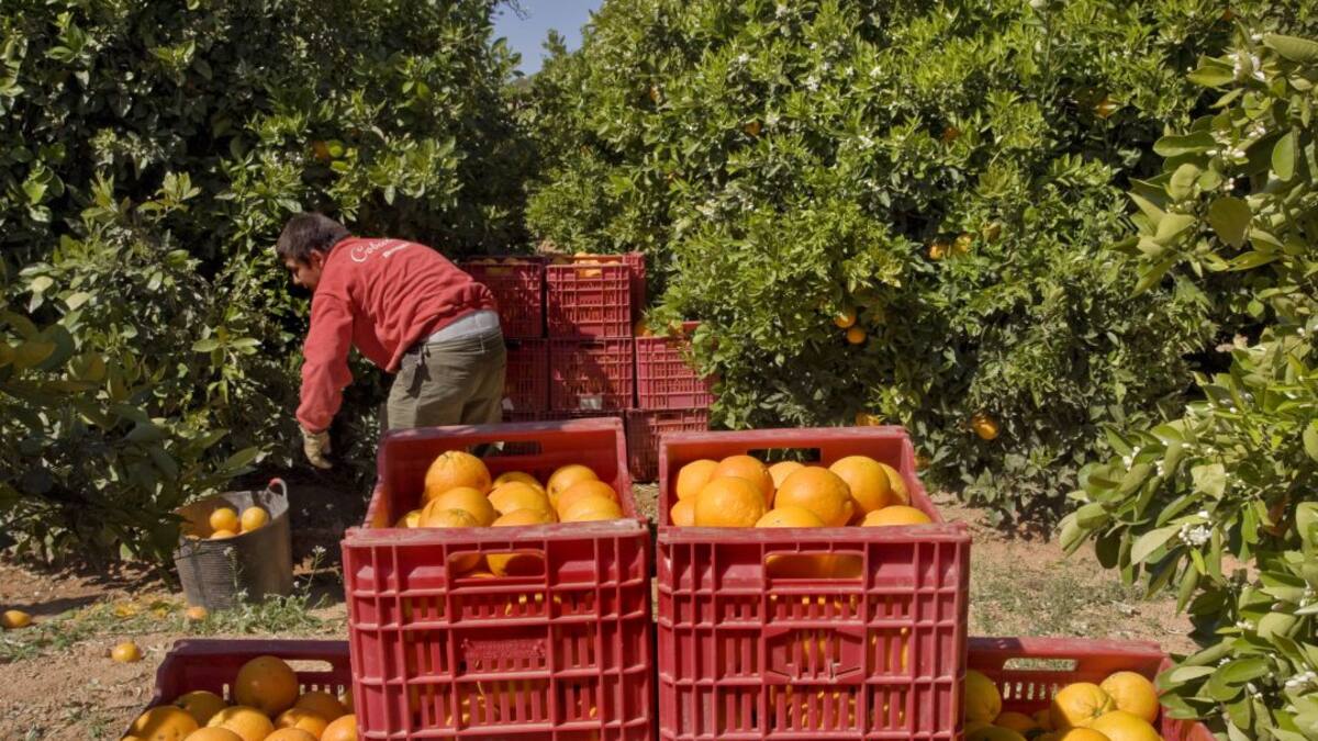 La Unió hace balance de la "peor campaña citrícola de la historia"
