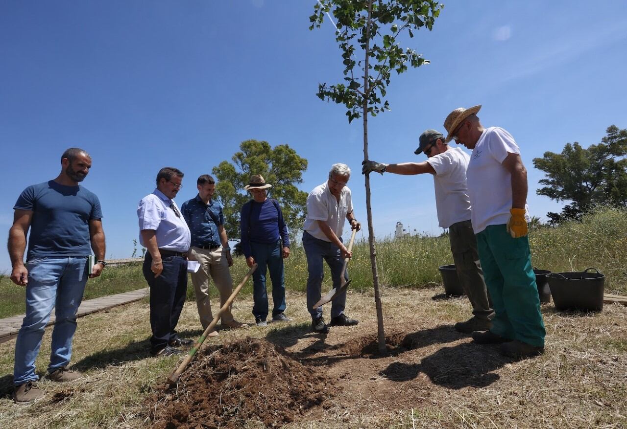 Joan Ribó planta un árbol