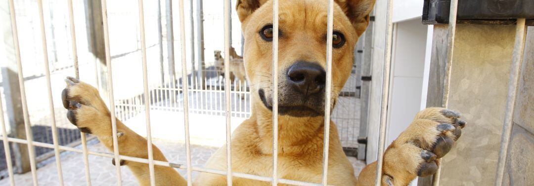 Perro en una perrera