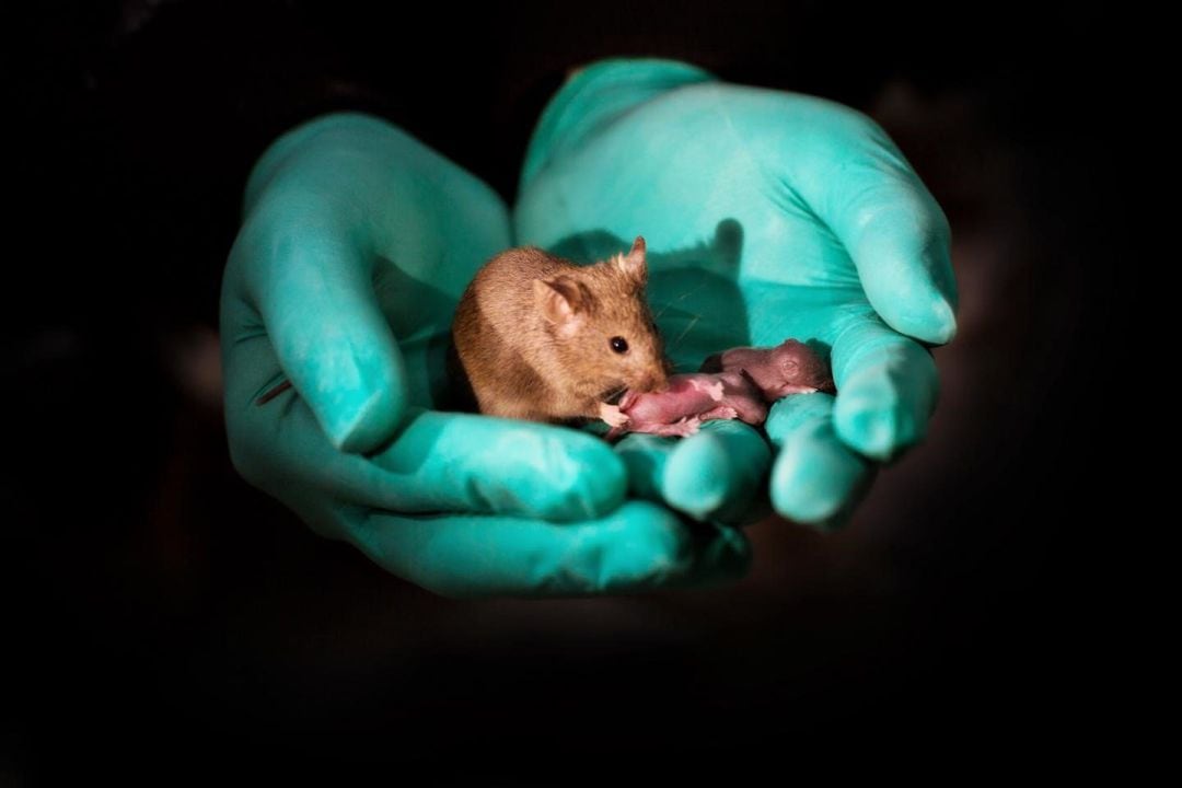 Científicos chinos han conseguido, por primera vez, un ratón nacido de dos madres y que ha logrado tener su propia descendencia. 