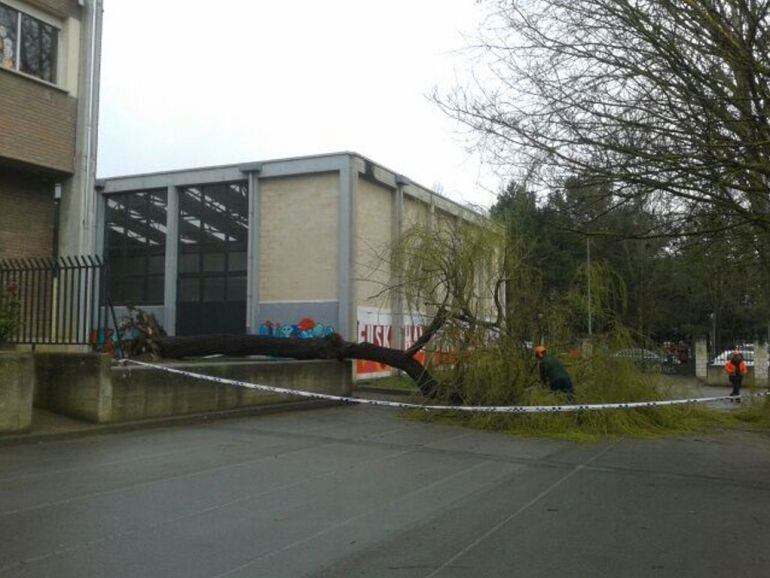 Varios operarios han procedido esta mañana ha trocear y retirar el árbol caído