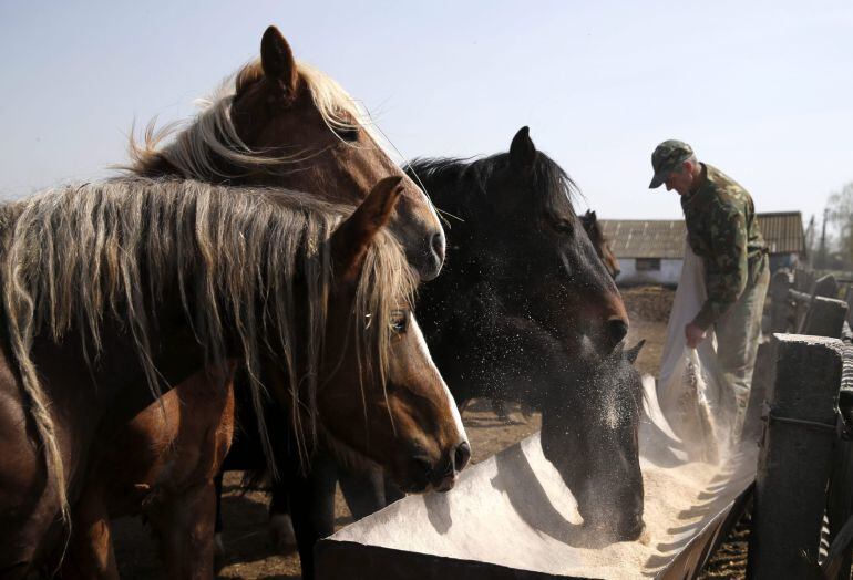 Un trabajador alimenta caballos en la Reserva Radioecológica Estatal dentro de la zona de exclusión a 30 kilómetros del reactor nuclear de Chernóbil