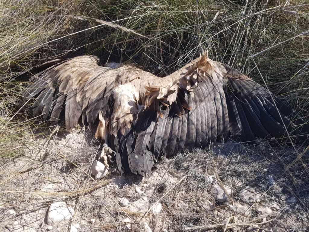 Los tendidos eléctricos electrocutan a 13 ejemplares de buitre leonado en Lorca