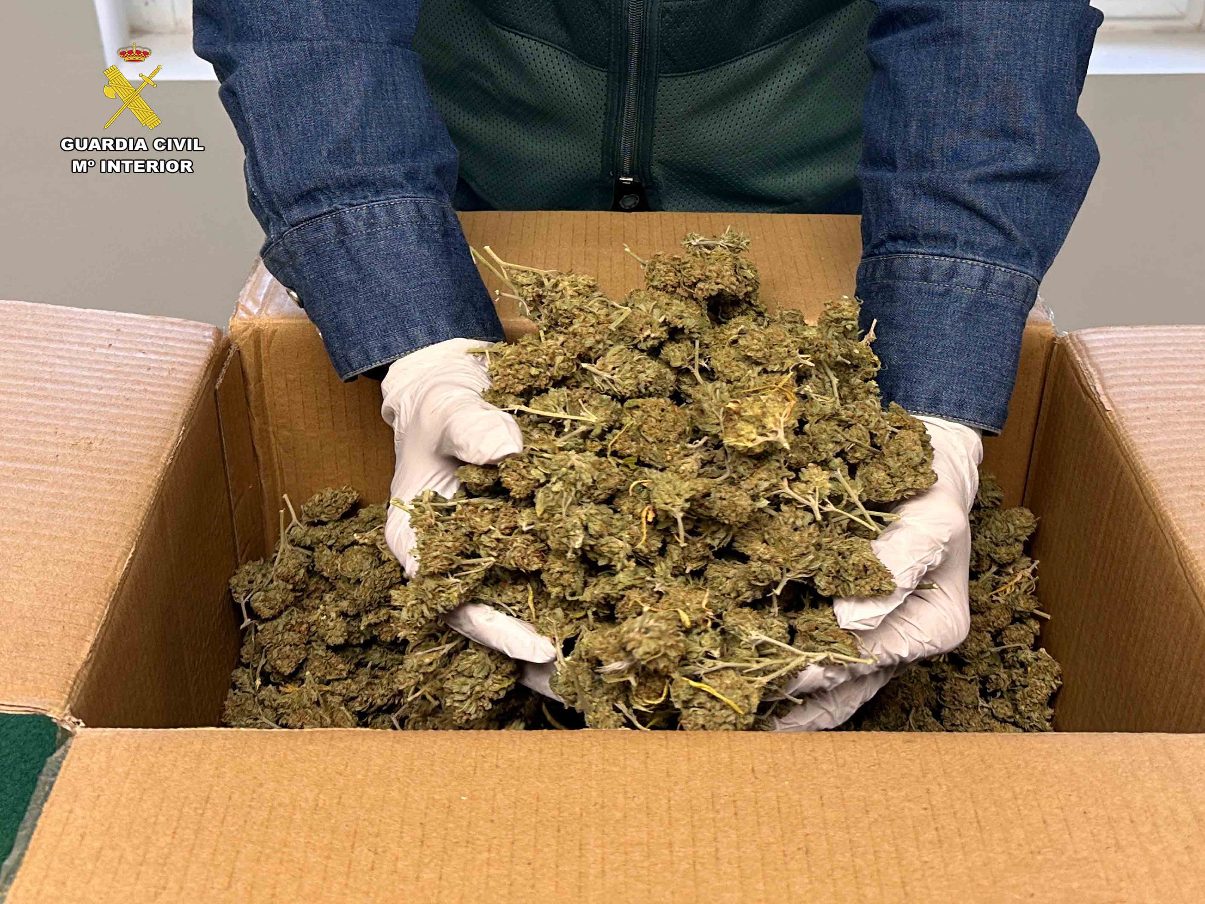 Localizada una vivienda en Arrúbal destinada al cultivo de cannabis