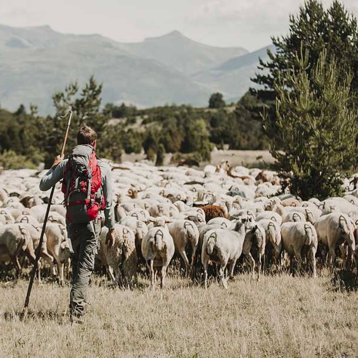 'Entre ovejas': La 1 sigue los pasos de Zacarías Fievet pastor trashumante del valle de Benasque