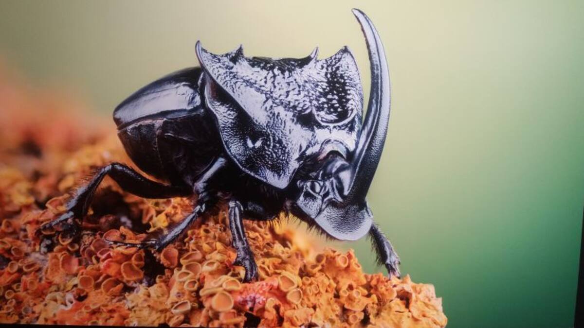 Fotografías y entomología en una exposición de insectos