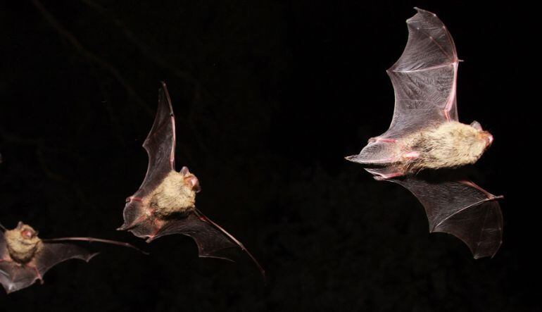 De ratpenats n'hi ha de moltes classes. Són depredadors pels insectes.