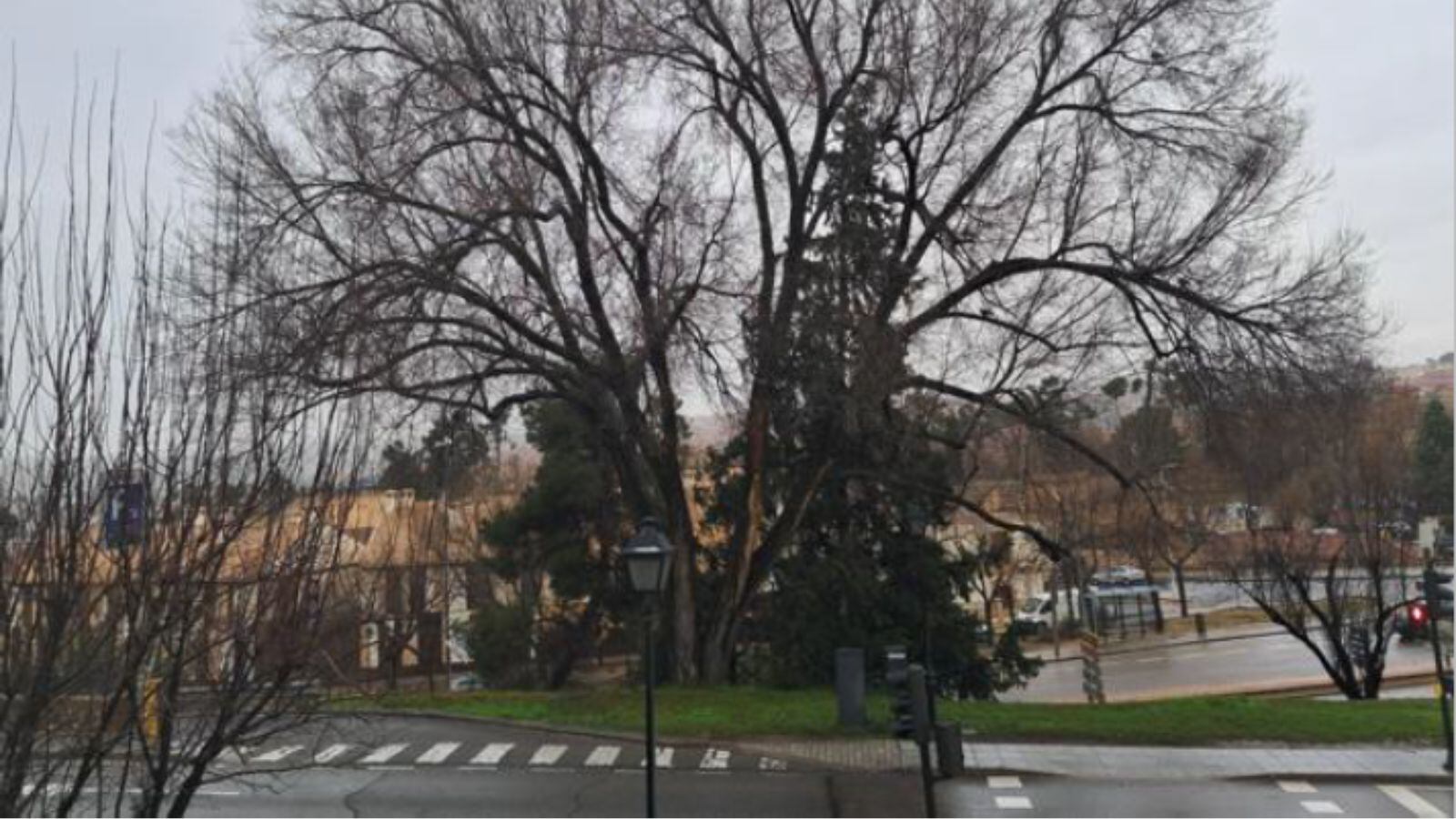 Imagen de archivo del olmo que será talado este jueves, si las condiciones meteorológicas lo permiten