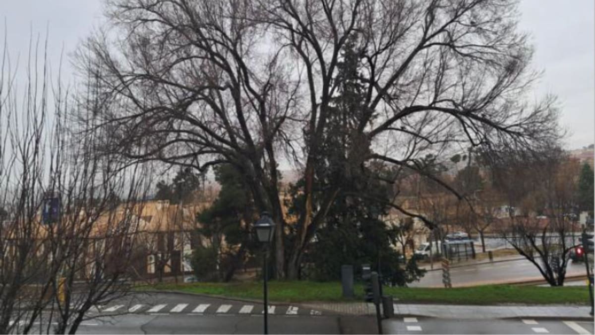 Uno de los olmos del Paseo de Recaredo de Toledo es talado al existir un "peligro inminente"